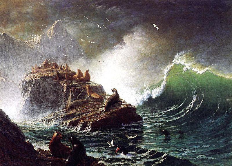 Albert Bierstadt Seals on the Rocks, Farallon Islands Norge oil painting art